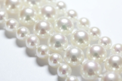 perles akoya